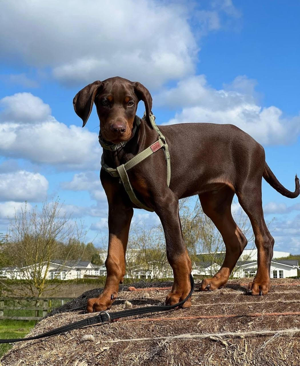 Ace male Dobermann